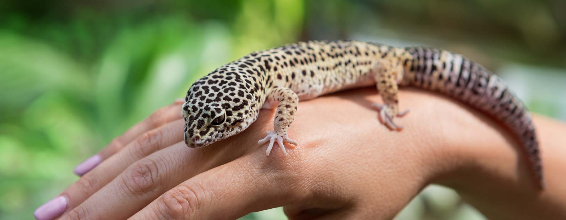 Hilfe bei Fragen zum Geckos