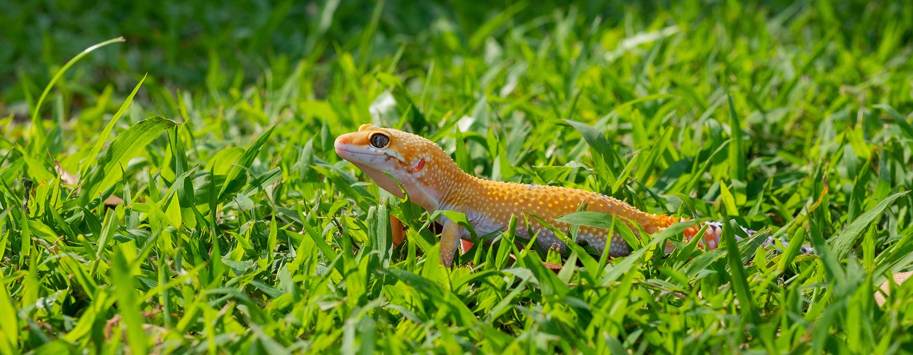 Zubehör für die Geckohaltung